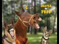 Promo SMS - Chistes 3