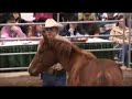 Mane Event Highlights Mane Event Highlights