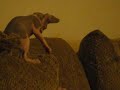 Sphynx kittens playing! Sphynx kittens playing!