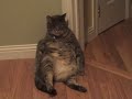 Tubby the Fat Cat