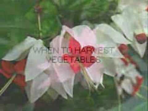Green-House-Gardening 08opale