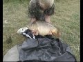 Big Carp at Benfleet 2