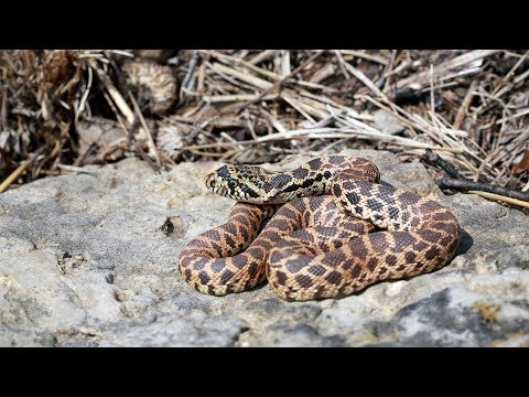 YouTube reptile video