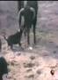 Bull Terrier Inglés video