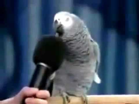 Einstien - Einstien name of parrot he siad that.
