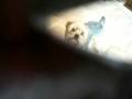 Nick attacks  :O