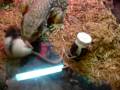 BUDDY vs.SMALL RAT BUDDY vs.SMALL RAT