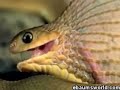 How Snake eats egg How Snake eats egg