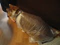 My fat cat in the newspaper bag