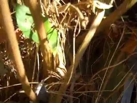 how to care for honeysuckle vine
