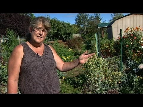 how to harvest heirloom seeds