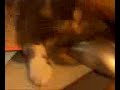 cat with mouse *computer mouse*