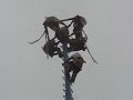 Voladores Papantla Veracruz TrotaMexico Voladores Papantla Veracruz TrotaMexico