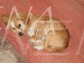 MIS CINCO PERRITOS - KULIPANDEO