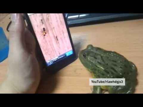 Les animaux jouent avec des tablettes et des smartphones 0 Les animaux jouent avec des tablettes et des smartphones