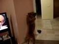 Pitbull ve kameraman �n sonu