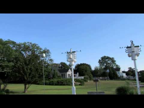 how to attract purple martins in ny