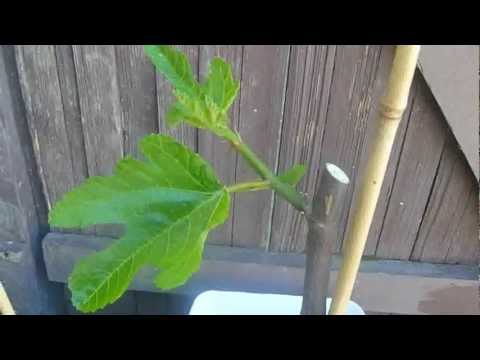 how to transplant fig tree