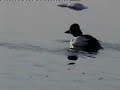 Älgar som simmar varje vår vid Kullberg Älgar som simmar varje vår vid Kullberg