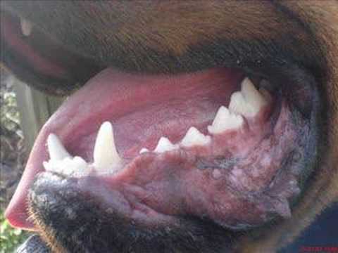 pitbull croisé rottweiler