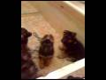 agassi puppies - 53 days.avi