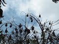 fruit-bats.html