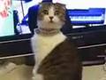 Drama Cat