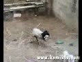 maskeli koyun i? ba??nda
