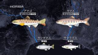 サツキマス動画