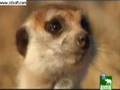 videos de Meerkat Manor-The Whiskers are Comedians