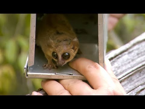 The World's smallest Lemur - #AttenboroughWeek - Attenborough and the Giant Egg - BBC