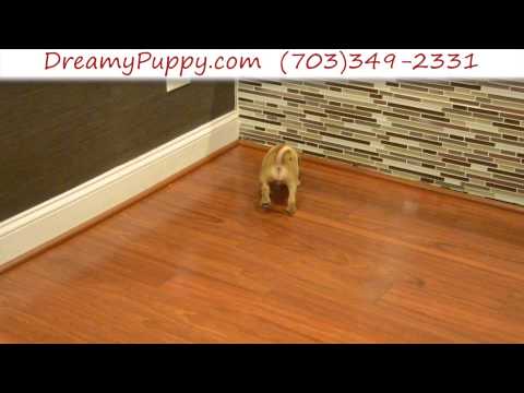 Stunning Puggle Female Puppy