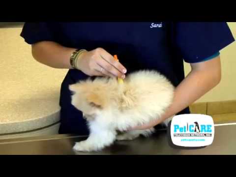 video-linktoworks-How to Remove a Tick on your Pet - YouTube