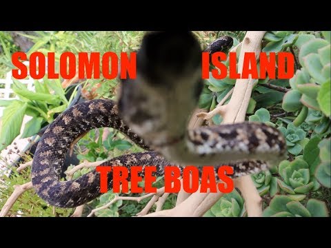 YouTube reptile video