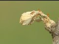 80 Percent Of Childress Chardonnay Crop Killed By Frost 80 Percent Of Childress Chardonnay Crop Killed By Frost