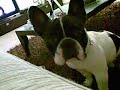 bouledogue francese rocky