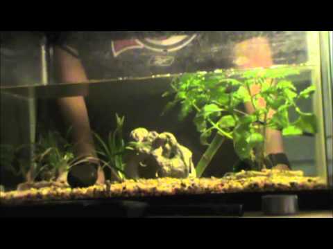 how to cure dropsy in african dwarf frog