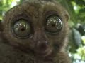 alien-lemur.html