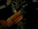 My Cat licks a cheetos