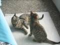 videos de Harlock & Toulouse battle