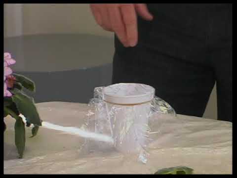 how to transplant ice plant