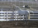 Silver  Andalusian Stallion