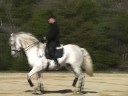 Silver Andalusian Stallion Silver Andalusian Stallion