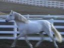 Silver  Andalusian Stallion