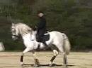 Silver  Andalusian Stallion