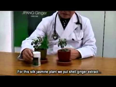 how to dissolve quercetin