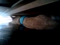 Happy preso atras da estante . KKK'.