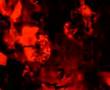 Scorn "Fumble"