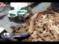 Snouted Cobra Caging