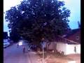und weg ist der kleine baum